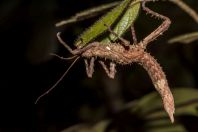 Phasmatodea, NP Santubong
