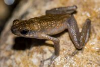 Ansonia leptopus, NP Santubong