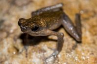 Ansonia leptopus, NP Santubong