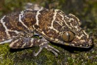Cyrtodactylus sp., NP Santubong