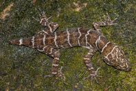 Cyrtodactylus sp., NP Santubong