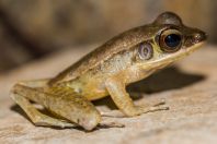 Meristogenys sp., NP Santubong