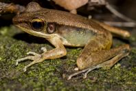 Meristogenys sp., NP Santubong