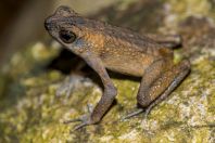 Ansonia leptopus, NP Santubong