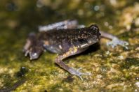 Ansonia minuta, NP Santubong