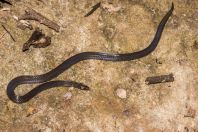 Pseudorabdion longiceps, NP Santubong