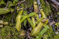 Nepenthes, Damai Santubong