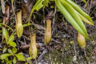 Nepenthes, Damai Santubong