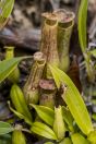 Nepenthes, Damai Santubong