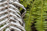 Kapradiny, Damai Santubong