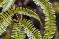 Kapradiny, Damai Santubong