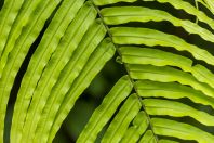 Kapradiny, Damai Santubong