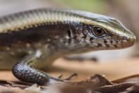 Eutropis multifasciata, Damai Santubong
