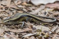 Eutropis multifasciata, Damai Santubong