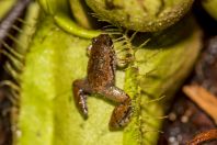 Microhyla borneensis, Damai Santubong