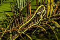 Ahaetulla prasina, Permai