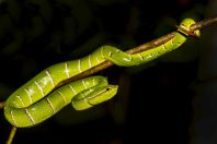 Tropidolaemus subannulatus, Permai