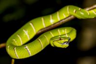 Tropidolaemus subannulatus, Permai