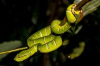 Tropidolaemus subannulatus, Permai