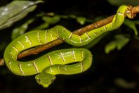 Tropidolaemus subannulatus, Permai