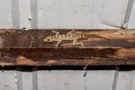 Cnemaspis sp., Permai