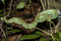 Tropidolaemus subannulatus, Permai