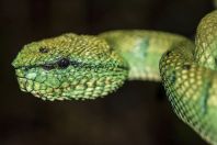 Tropidolaemus subannulatus, Permai