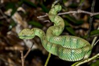 Tropidolaemus subannulatus, Permai