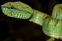 Tropidolaemus subannulatus, Permai