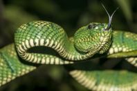 Tropidolaemus subannulatus, Permai