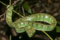 Tropidolaemus subannulatus, Permai