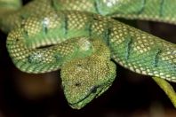 Tropidolaemus subannulatus, Permai