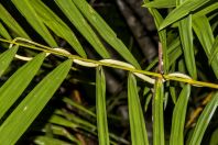 Dendrelaphis caudolineatus, Permai