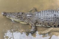 Crocodylus porosus, Matang