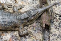 Tomistoma schlegelii, Matang