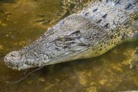 Crocodylus porosus, Matang