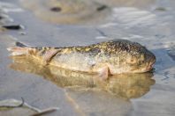 Fish, Damai Santubong