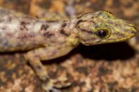 Cnemaspis sp., Santubong NP