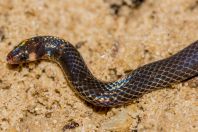 Pseudorabdion longiceps, Santubong NP