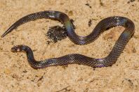 Pseudorabdion longiceps, Santubong NP