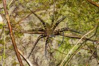 Sparassidae, NP Santubong