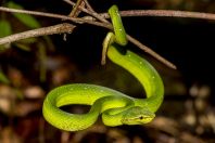 Tropidolaemus subannulatus, Santubong NP