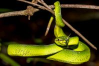 Tropidolaemus subannulatus, Santubong NP