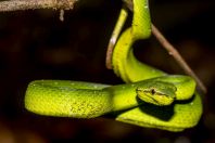 Tropidolaemus subannulatus, Santubong NP