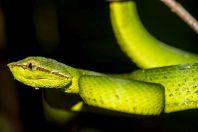 Tropidolaemus subannulatus, Santubong NP