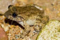 Limnonectes sp., Santubong NP