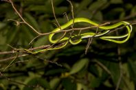 Ahaetulla prasina, Santubong NP