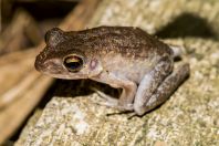 Hylarana glandulosa, Santubong NP