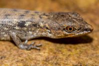 Tropidophorus sp., Santubong NP