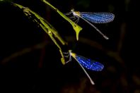 Dragonflies, Santubong NP